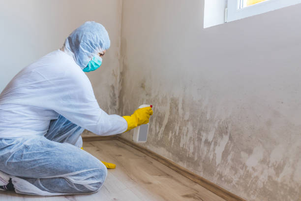 Licensed Mold Remediation service in Irving, TX - Car Mold Remediation