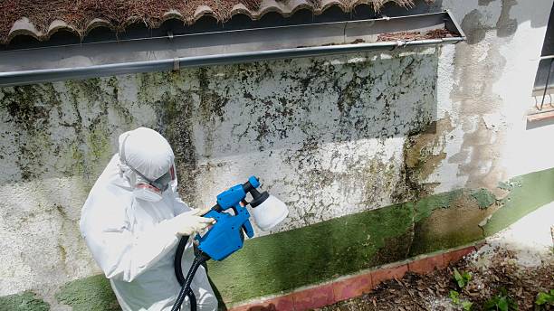 Top rated local Mold Remediation specialists in Irving, TX